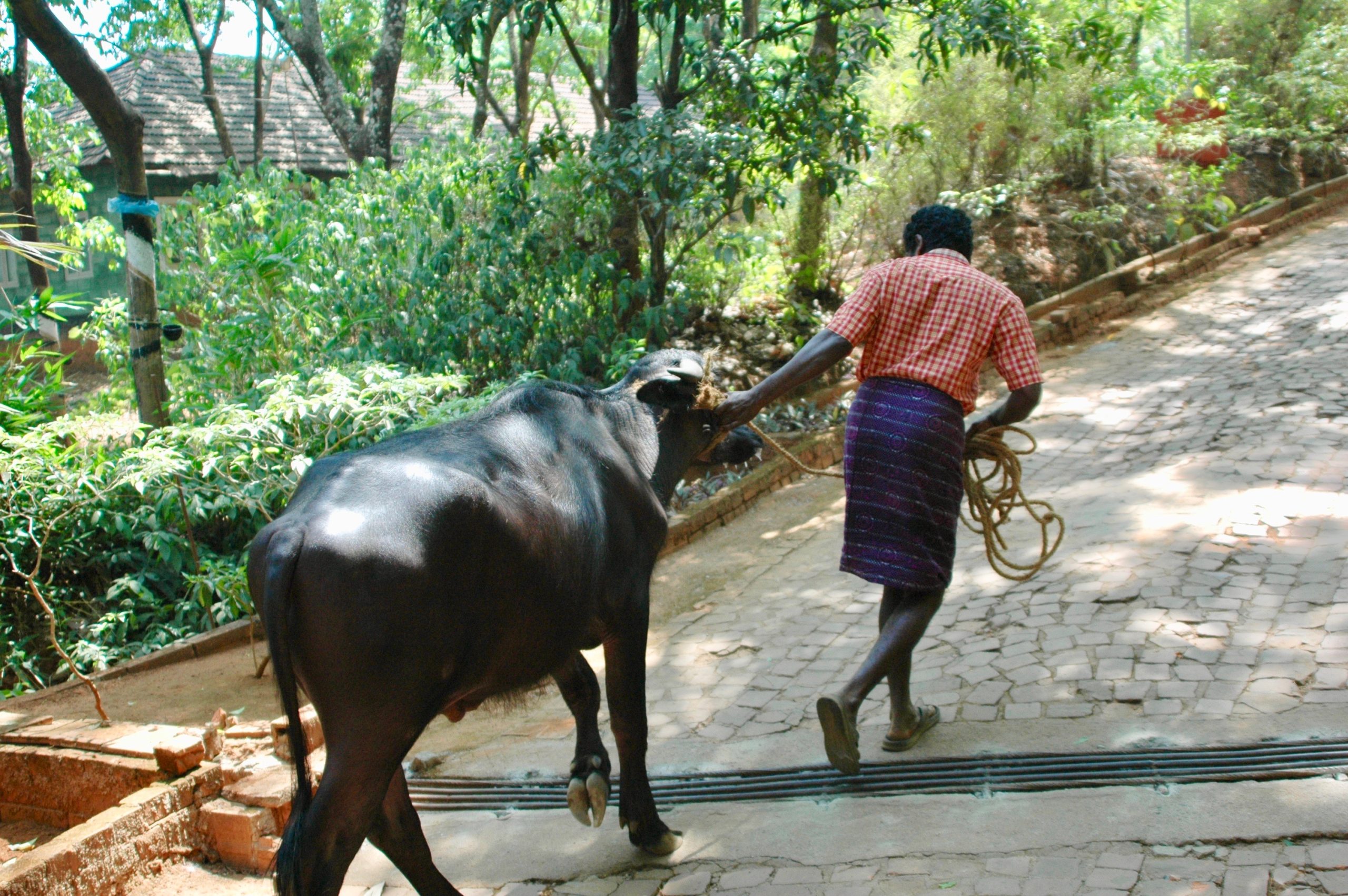 Wasserbüffel in Indien
